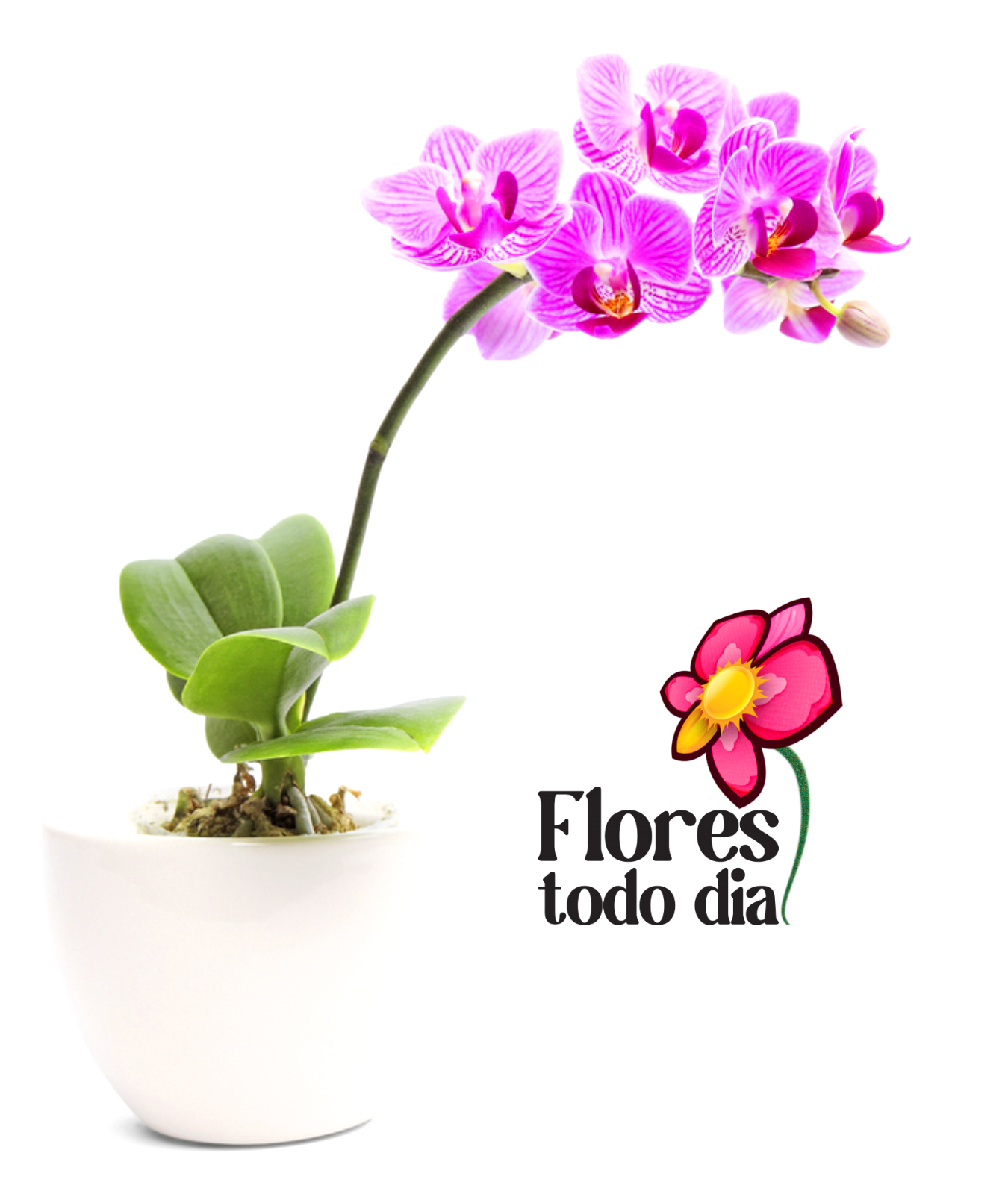 FLORES TODO DIA